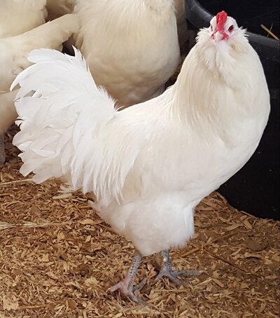 white ameraucana.jpeg white ameraucana.jpeg