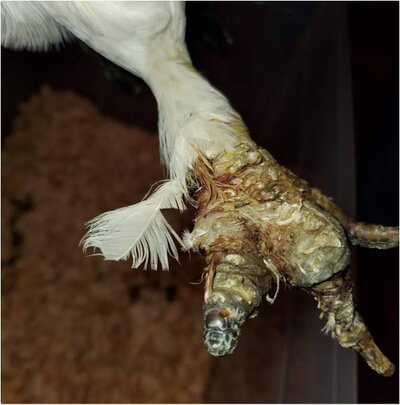 Chicken03.jpg