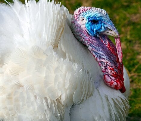 Housing and Space Requirements for Backyard Turkeys