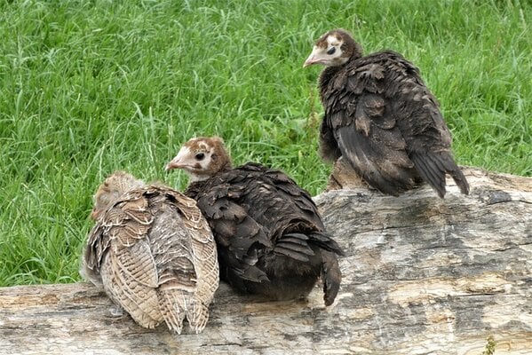 Choosing Healthy Turkey Poults: A Comprehensive Guide