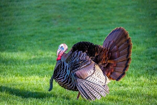 The Best Time of Year to Start Raising Backyard Turkeys: A Guide for Beginners
