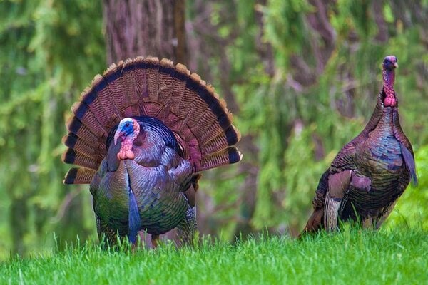turkeys-g178bdae1a_640.jpg