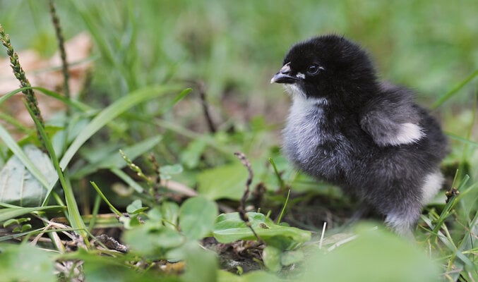 McMurrayHatchery-2019Season-BlackCopperMarans-DayOldBabyChicks.jpg