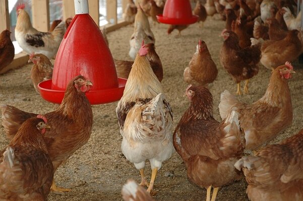 chicken-coop-g630e52608_640.jpg