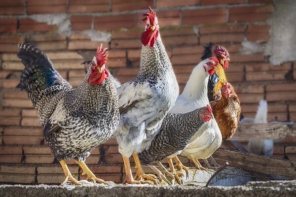 How to Start a Backyard Chicken Farm During a Recession