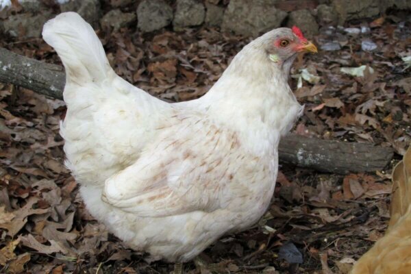 White-Chicken-600x400.jpg