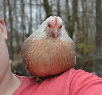 Vega on my shoulder.jpg