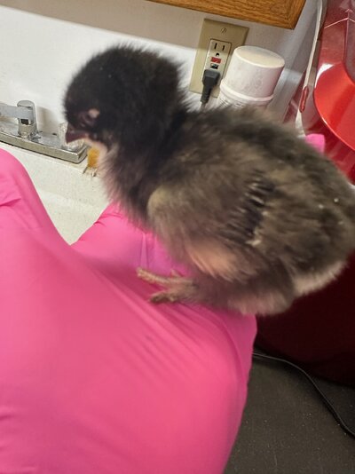 chick 3.jpg