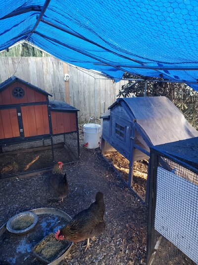 Chicken coops in the chicken run 2.24.jpg