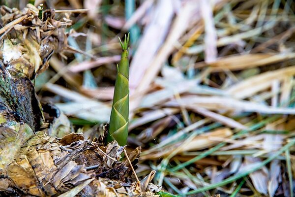 bamboo-g42036b81d_640.jpg