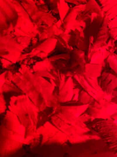 C748397A-38B0-4DC9-8A74-6CA16DF99A8C.jpeg