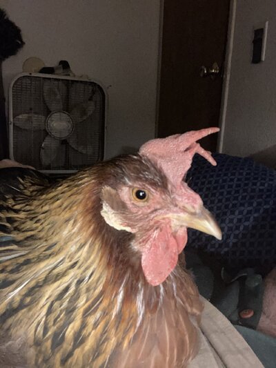 1F022FA8-CC97-46F3-A00B-0765A0C707BC.jpeg