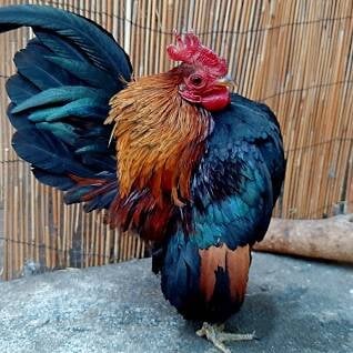 Seramas, The Smallest Chicken in the World