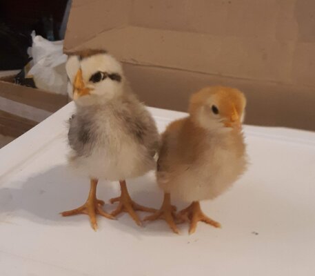 Our Baby Chicks Feb 28-23.jpg