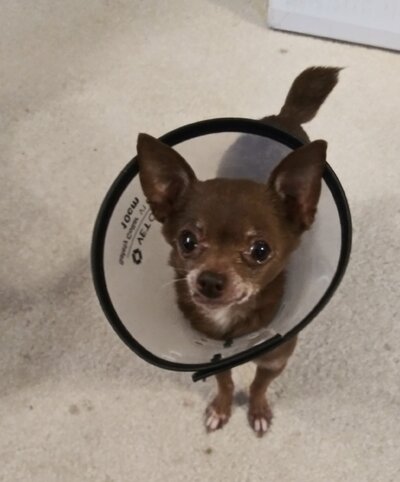 Winnie Home after Surgery.jpg