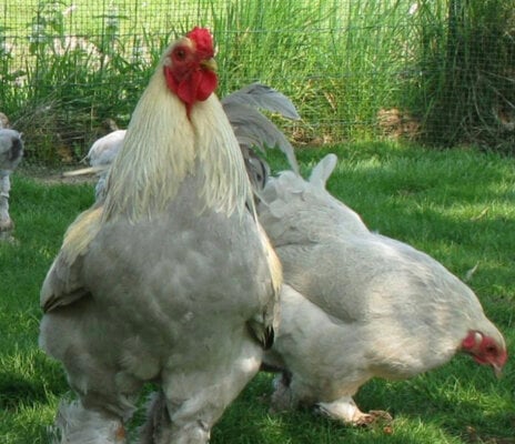 Lavender Buff Columbian x Lavender Partridge Brahma (Isabel) - what can I  expect??