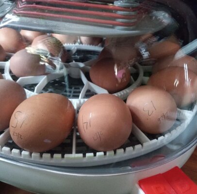 20230302_AustralorpEggs.jpg