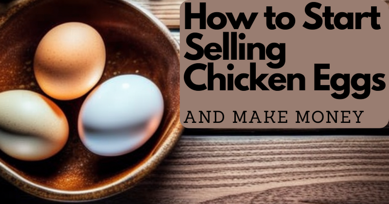 How to Start Selling Chicken Eggs and Make Money