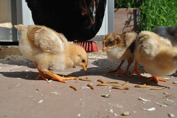 chicken-g3cd684851_640.jpg