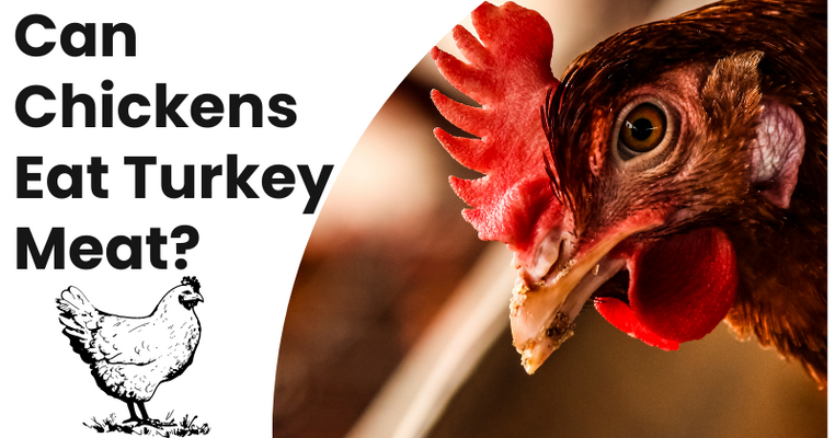Can Chickens Eat Turkey Meat?