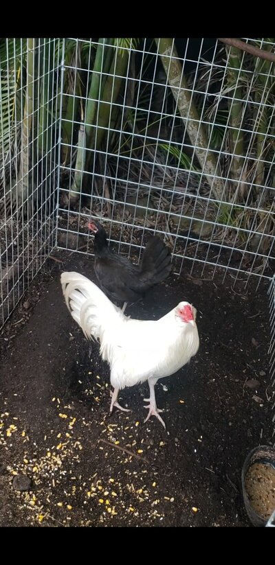 Screenshot_20230219-165844_Video Player.jpg