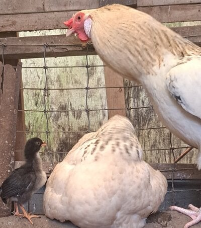 My chicken soap opera: on these are the barns of how our eggs turn. Episode 1
