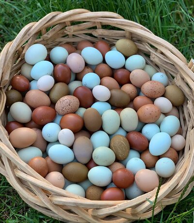 Alchemist_Farm_Fertile_Chicken_Eggs_For_Hatching.jpg