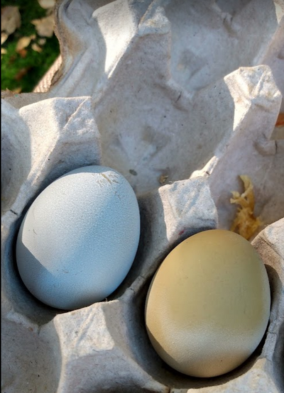 Zeldas Eggs.PNG