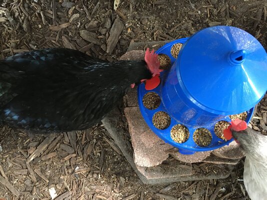 Pinless Peepers and Feeder issue.JPG