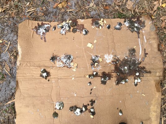 03-05-23 - Poop - cardboard under roost.JPG