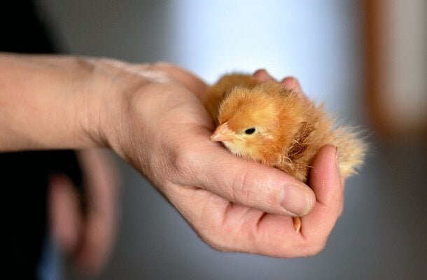 How to Warm Up a Baby Chick: Essential Tips for Raising Healthy Chicks