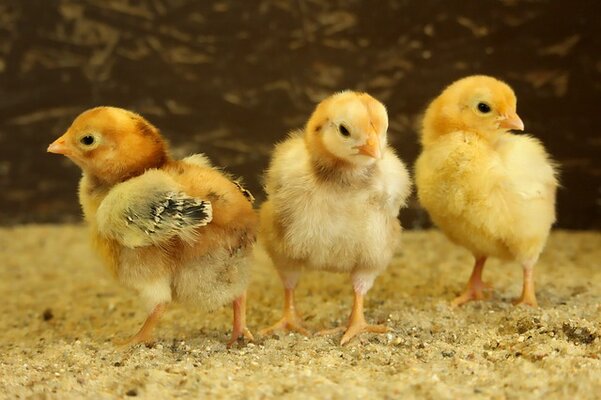 chick-5179055_640.jpg