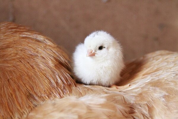 chick-929566_640.jpg