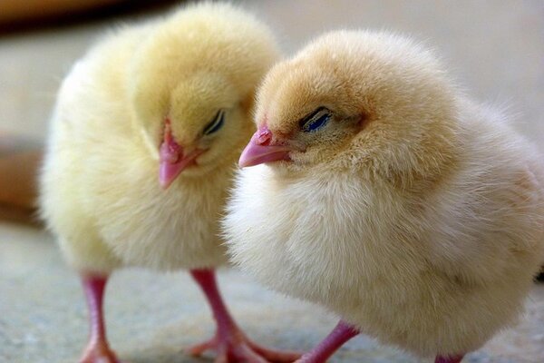 chicks-1444525_640.jpg