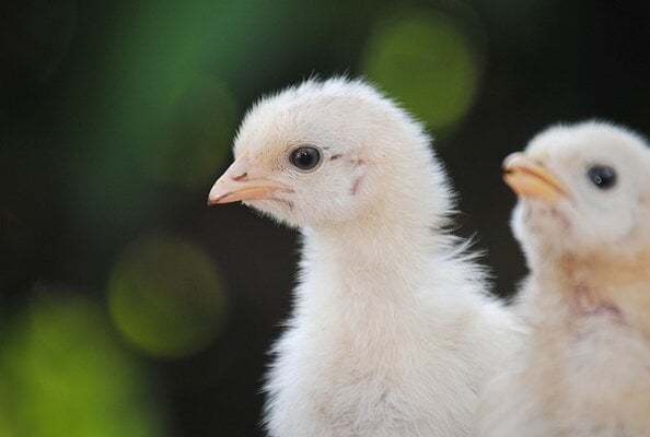 Can Baby Chickens Get Too Hot? Understanding the Risks and How to Keep Your Chicks Comfortable.