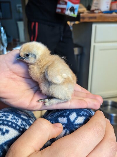 chick.jpg