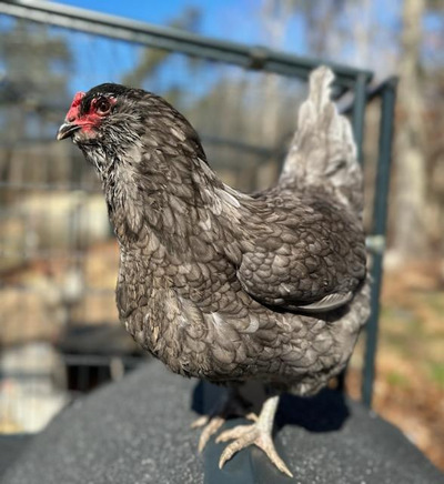 Using Chickens To Regenerate, Add On To, And Keep Soil Healthy