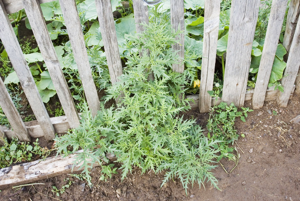 Urtica cannabina.png