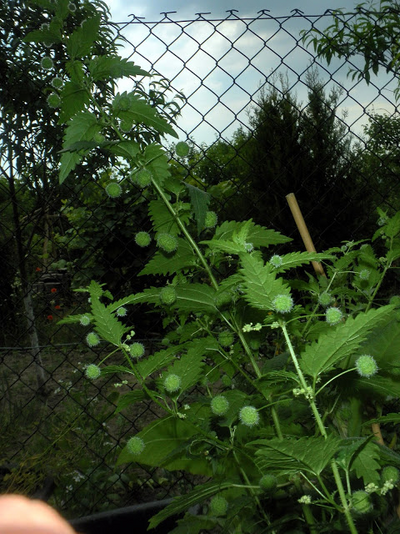 Urtica pilulifera.png