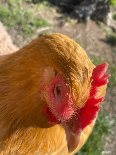 Chick1.jpg
