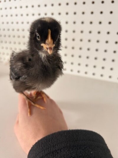 BRcockerel_day1_2.jpg