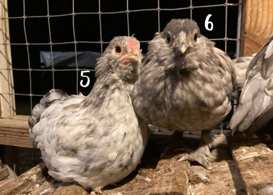 Untitled design (1).png