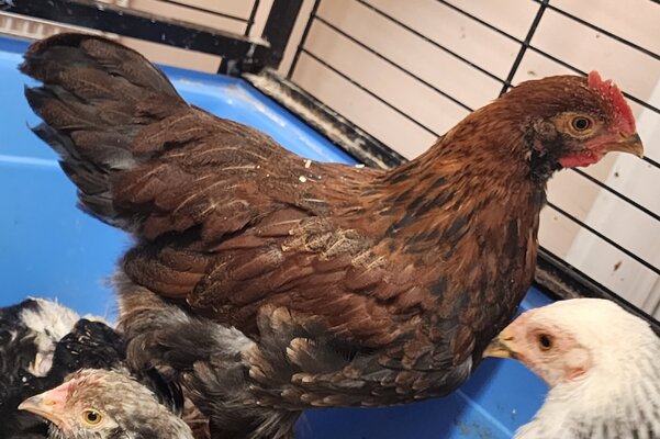 Partridge Penedesenca2.jpg