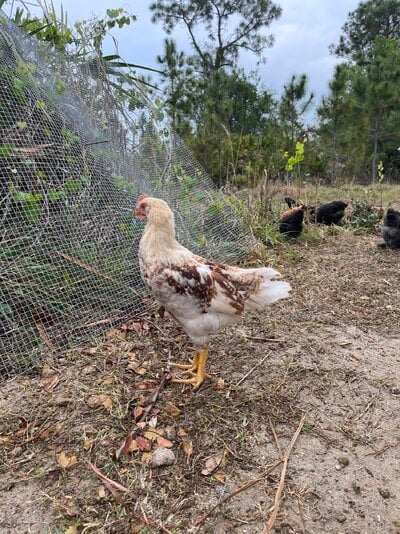 Starlight Green Egger Rooster Vs Hen  