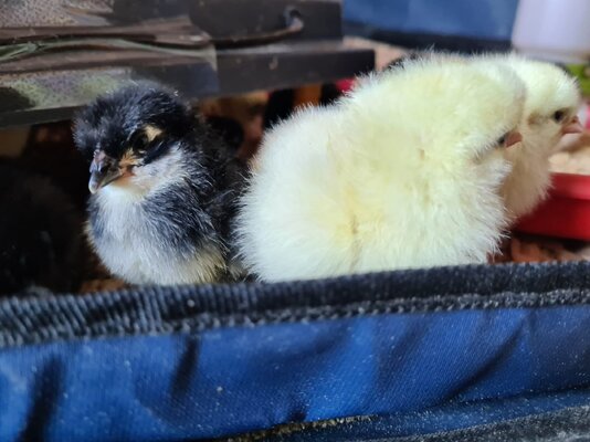 chicks Augsburger.jpg
