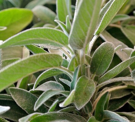 plant-g7f2456143_640.jpg