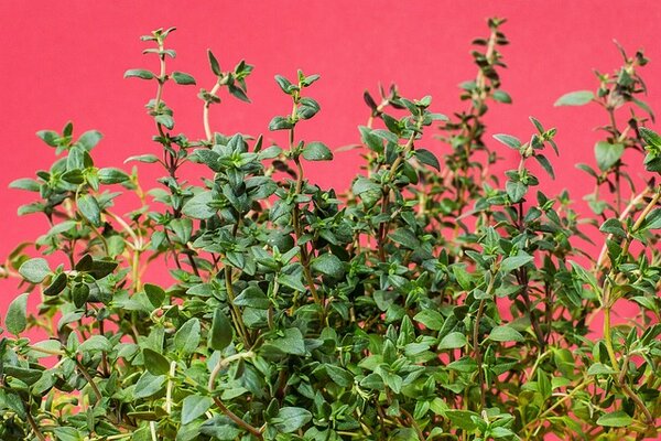 thyme-gf2754094e_640.jpg