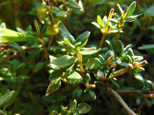 thyme-gfdde677d5_640.jpg