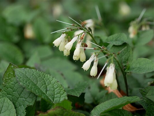oriental-comfrey-ga74febdee_640.jpg