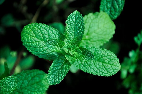 mint-gf81995aea_640.jpg